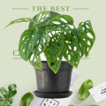 The Swiss cheese plant / Monstera adansonii with black pot. 