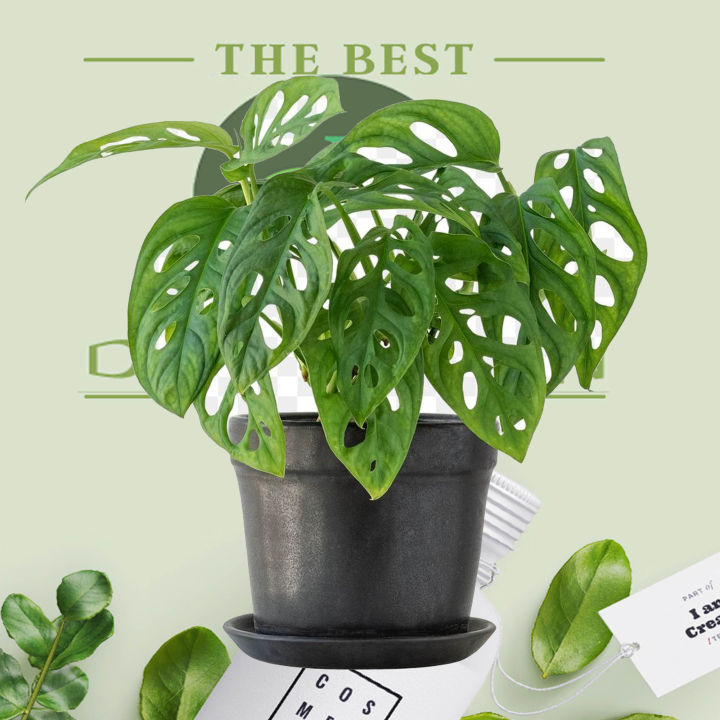 The%20Swiss%20cheese%20plant%20/%20Monstera%20adansonii%20with%20black%20pot%20-%20Image%205
