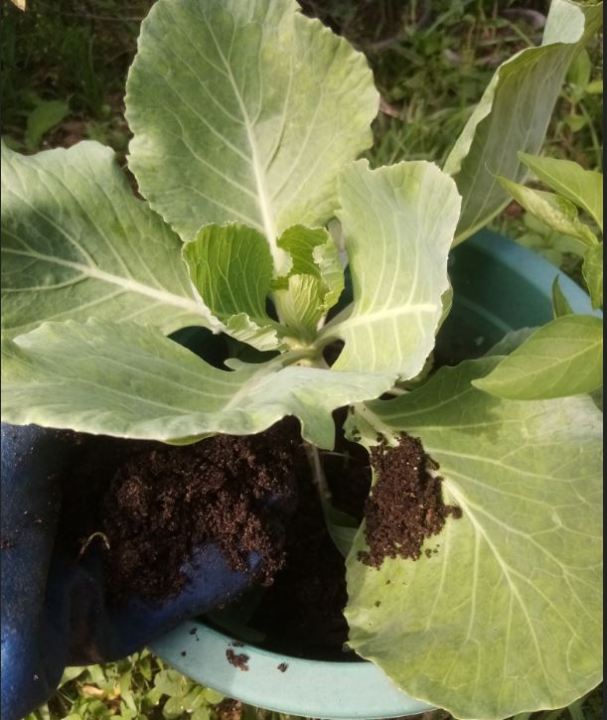 Potting%20Mixture%2015%20Kg%20Soil%20Mix%20Organic%20Fertilizers%20-%20Image%203