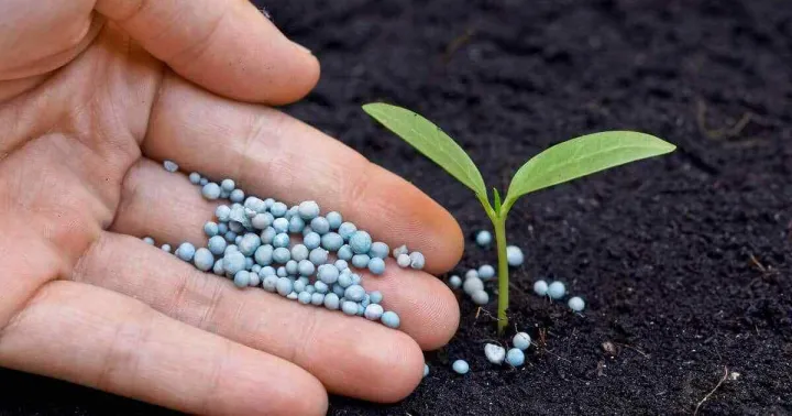 NPK%2012-12-17+2MgO+TE%20Blue%20Granular%20Fertilizer%20Nil%20Keta%20-%20Image%203
