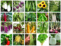 Vegetable Seeds. 