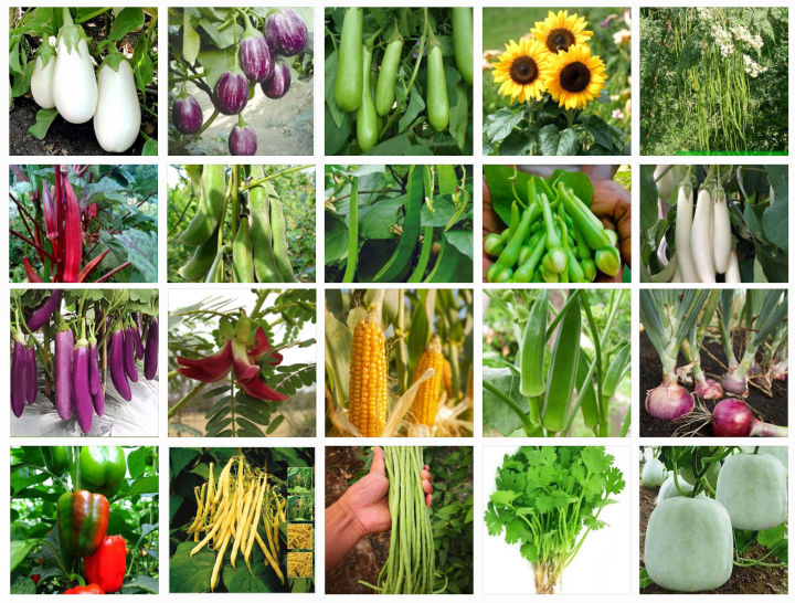 Variety%20Of%20Vegetable%20Seeds%20With%20Instruction%20Manual%20for%20Home,%20Garden%20and%20Terrace%20High%20Quality%20-%20Image%202