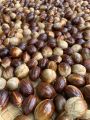 Nutmeg 1kg ( Sadikka ) High Quality Spices Sri Lankan Organic Herbs. 