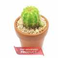 Cactalust - Green Torch Cactus- Natural Cactus Plant Gifts- Home Décor & Wellness. 