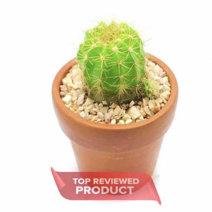 Cactalust%20-%20Green%20Torch%20Cactus-%20Natural%20Cactus%20Plant%20Gifts-%20Home%20D%C3%A9cor%20&%20Wellness%20-%20Image%203