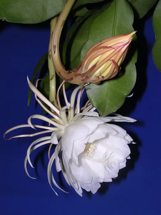 Kadupul%20Plant%20-%20Image%203