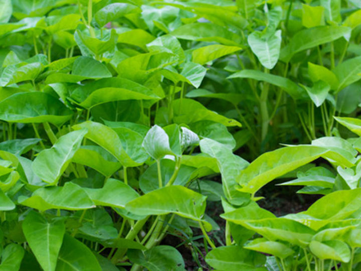 කංකුං - Chinese Style KanKun