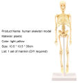 Skeleton Model Practical Ability Smooth Plastic Biological  Science Learning Kit for Kids. 