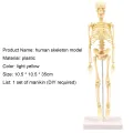 Skeleton Model Practical Ability Smooth Plastic Biological  Science Learning Kit for Kids. 