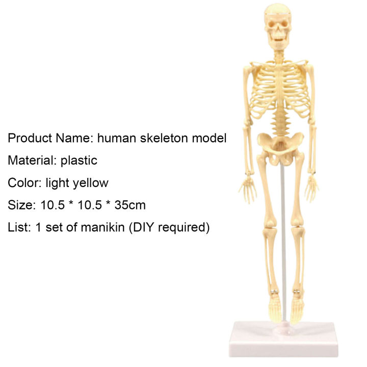 Skeleton%20Model%20Practical%20Ability%20Smooth%20Plastic%20Biological%20%20Science%20Learning%20Kit%20for%20Kids%20-%20Image%206