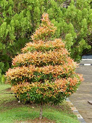 Eugenia%20Plant%20-%20Image%203