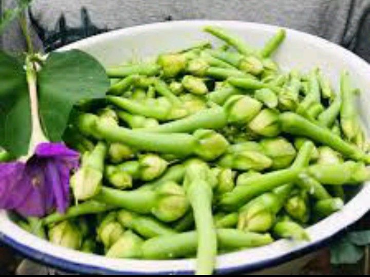 Alanga%20Seeds%20For%20Home%20GARDEN%20-%20Image%205