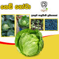 Cabbage seeds Gedi gowa beeja home garden vegetable seed. 