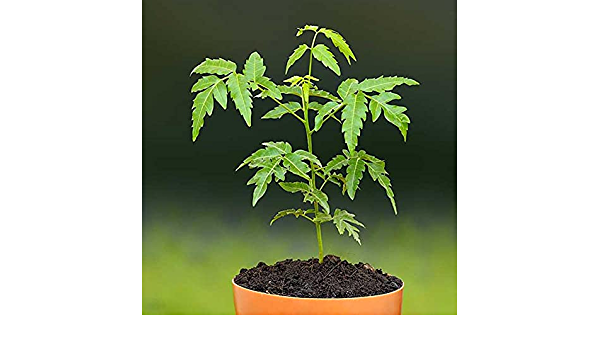 Kohomba%20Plant%20-%20Image%205