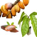 Cocoa fruit chocolate plant. 