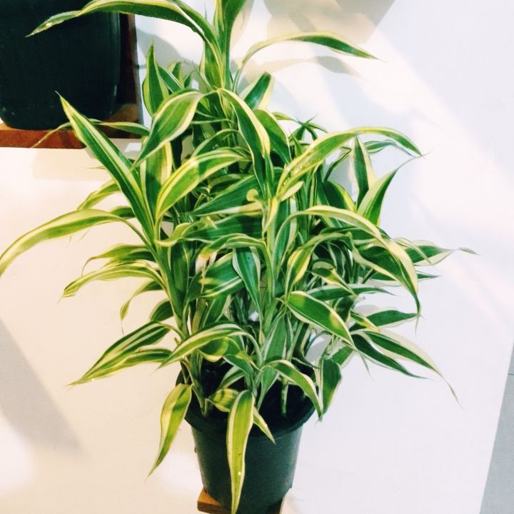 lucky bamboo/big sandriyana plants /indoor lucky plant / air furifing plant