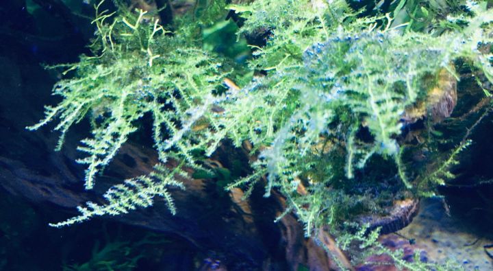 Christmas%20Moss%20-%20Live%20Aquarium%20Plants%20for%20Decorations%20-%20Image%204