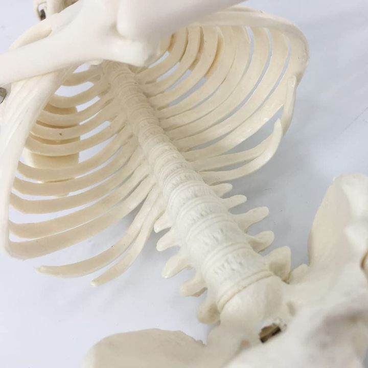 Mini%20Human%20Skeleton%20Model%20-%20Image%205