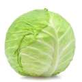 Cabbage Seeds Gedi gowa beeja Gardening Agriculture Home CS Agro. 