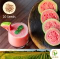 රතු පේර Sri Lankan Red Guava 20 Seeds Pera for Natural Organic Farming Vegetable, Fruit & flower Seed. 
