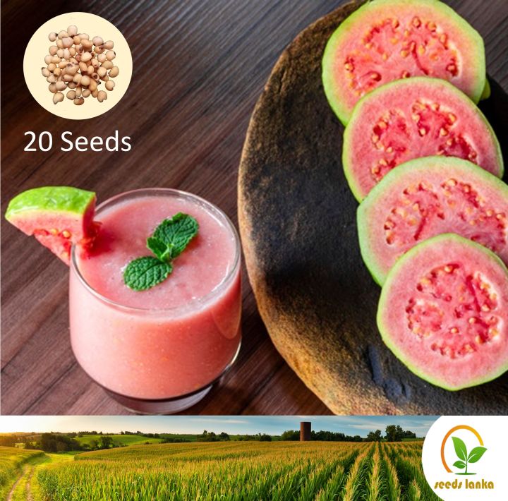 %E0%B6%BB%E0%B6%AD%E0%B7%94%20%E0%B6%B4%E0%B7%9A%E0%B6%BB%20Sri%20Lankan%20Red%20Guava%2020%20Seeds%20Pera%20for%20Natural%20Organic%20Farming%20Vegetable,%20Fruit%20&%20flower%20Seed%20-%20Image%203