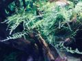 Christmas Moss - Live Aquarium Plants for Decorations. 