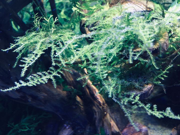 Christmas%20Moss%20-%20Live%20Aquarium%20Plants%20for%20Decorations%20-%20Image%205