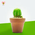 Cactalust - Green Torch Cactus- Natural Cactus Plant Gifts- Home Décor & Wellness. 