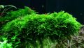 Christmas Moss - Live Aquarium Plants for Decorations. 