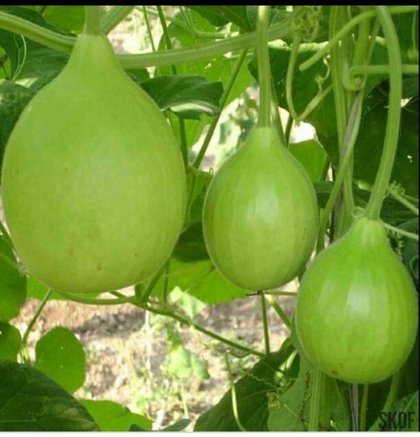 Labu/Bottle%20Gourd%20Seeds%20For%20Home%20Garden%20-%20Image%207