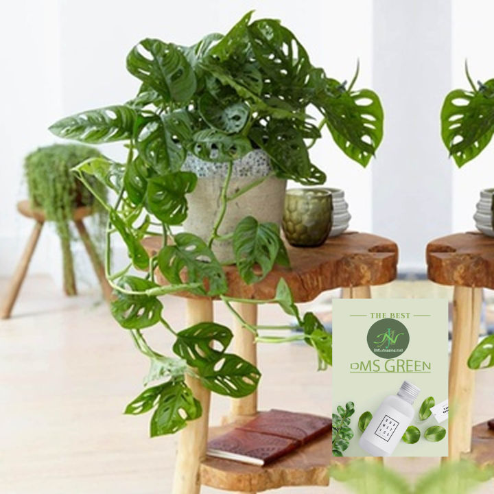 The%20Swiss%20cheese%20plant%20/%20Monstera%20adansonii%20with%20black%20pot%20-%20Image%204