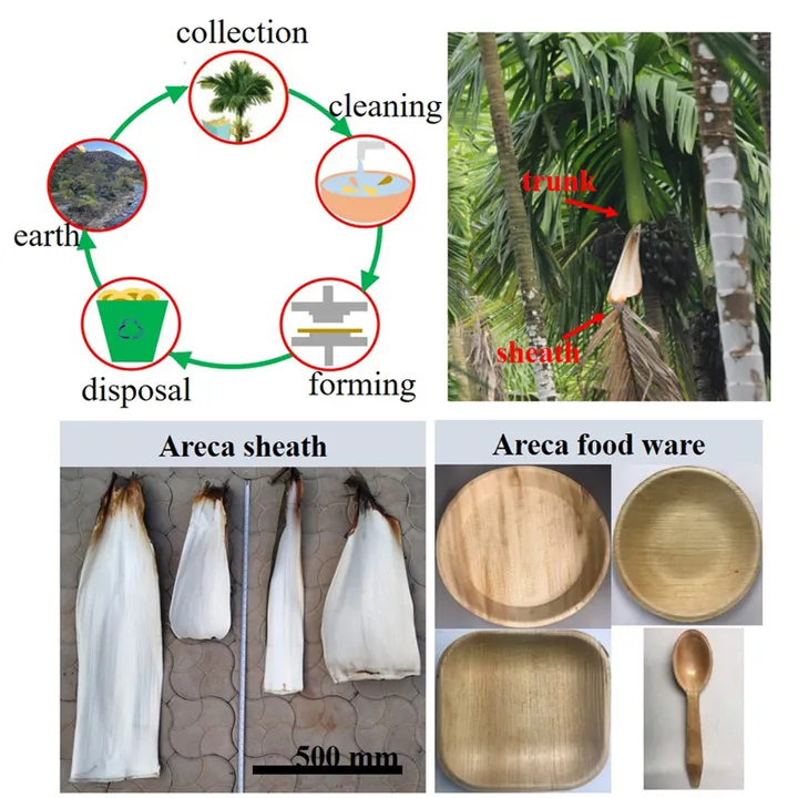 Areca%20leaf%20plate%2012%E2%80%9D%20Biodegradable%20Disposable%20Kolapath%20pigan%20Areca%20nut%20leaf%20Areca%20palm%20leaf%20Plates%20-%20Image%204