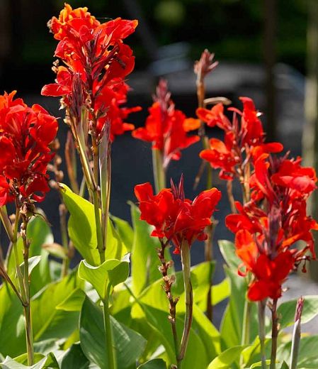 Canna%20Lily%20Plant%20tuber%20one%20pcs%20(%E0%B6%9A%E0%B7%90%E0%B6%B1%E0%B7%8F%E0%B7%83%E0%B7%8A%20%E0%B6%B8%E0%B6%BD%E0%B7%8A%20%E0%B6%B4%E0%B7%90%E0%B6%BD%20%E0%B6%85%E0%B6%BD)%20-%20Image%204