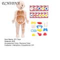 Diy Human Organ Model Interactive Human Body Model Kit Educational Diy Toy with 11 Analysis Cards Ideal for Students Accessories Included Science Learning Toys for Kids. 