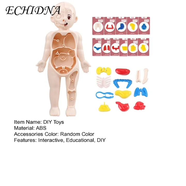 Diy%20Human%20Organ%20Model%20Interactive%20Human%20Body%20Model%20Kit%20Educational%20Diy%20Toy%20with%2011%20Analysis%20Cards%20Ideal%20for%20Students%20Accessories%20Included%20Science%20Learning%20Toys%20for%20Kids%20-%20Image%204