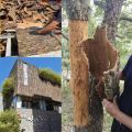 ♧┅Oak Natural Cork Bark- Reptile Terrarium Climb Platform Hiding Hut Landscape Habitat Décor Hideout. 