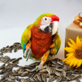 Premium Sunflower Bird Food Mix for African Parrots - Natural Energy Boost Formula. 