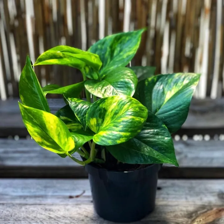 Lucky%20Plants%20/poths/air%20Purifying%20Plant/Money%20Plant/Home%20Decor%20Plant%20-%20Image%202