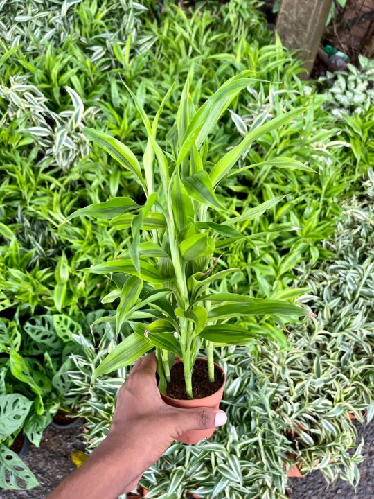 Sandriana%20Plants%20-%20Image%204