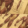 Beautyoufeel Spinal Column Chart Poster Human Anatomy Knee Posters Wall Art Home Decoration. 