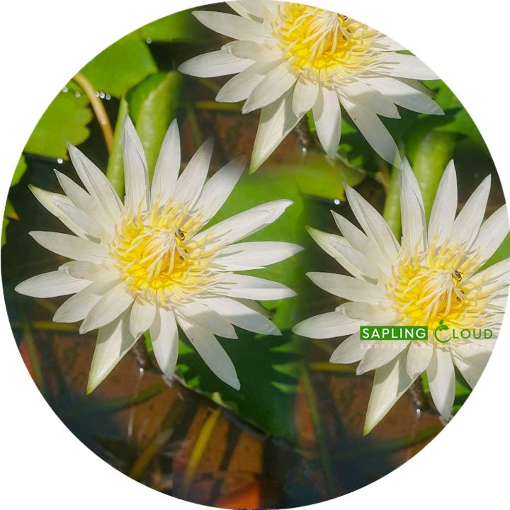 Natural%20Bangkok%20Water%20Lily%20Plants%20With%20Flowers%20Flower%20Manel%20%20Plant%20Natural%20-%20Image%203