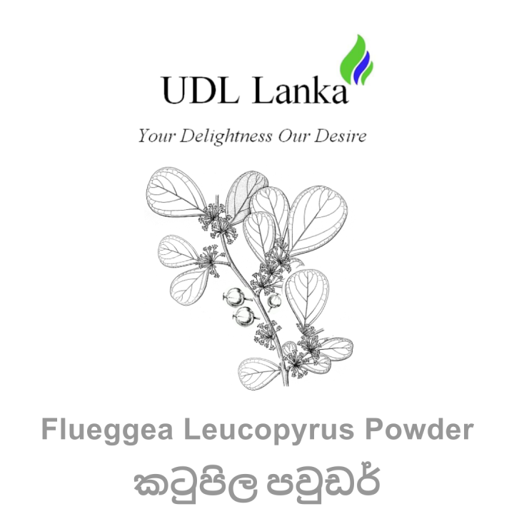 Katupila%20Powder%20/%20Flueggea%20Leucopyrus%20Powder%20-%20100%20g%20-%20Image%203