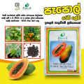 Papaya F1 Hybrid - Red Lady Seeds 1g 60 Seeds Gardening Agriculture Home Papol Seed. 