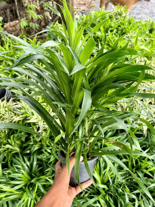 Sandriana%20Plants%20-%20Image%202