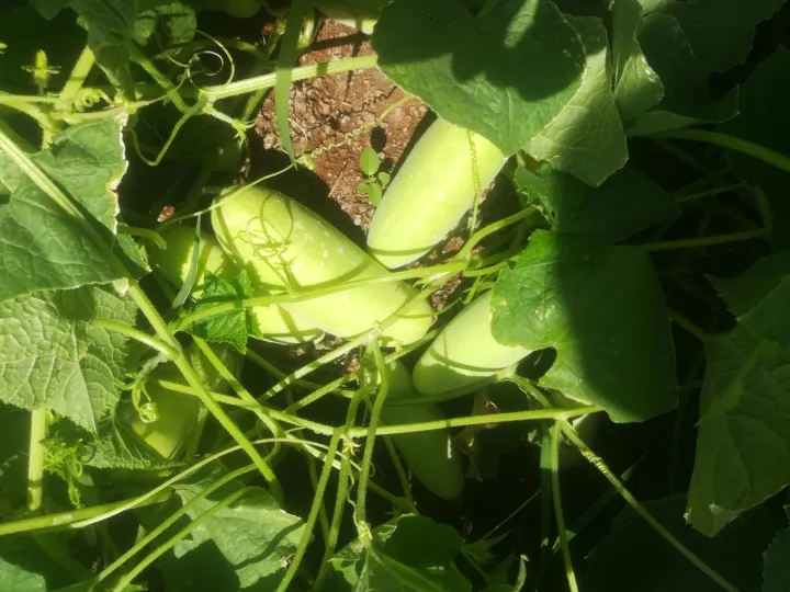 F1%20Hybrid%20Cucumber%20Seeds%2010%20%E0%B6%AF%E0%B7%99%E0%B6%B8%E0%B7%94%E0%B7%84%E0%B7%94%E0%B6%B1%E0%B7%8A%20%E0%B6%B4%E0%B7%92%E0%B6%B4%E0%B7%92%E0%B6%A4%E0%B7%8A%E0%B6%A4%20%E0%B6%B6%E0%B7%93%E0%B6%A2%20-%20Image%205