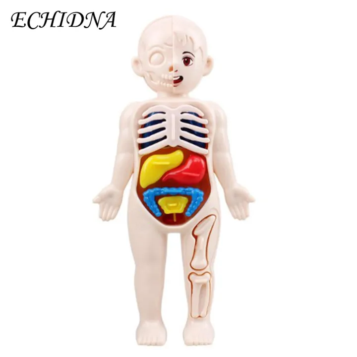 Diy%20Human%20Organ%20Model%20Interactive%20Human%20Body%20Model%20Kit%20Educational%20Diy%20Toy%20with%2011%20Analysis%20Cards%20Ideal%20for%20Students%20Accessories%20Included%20Science%20Learning%20Toys%20for%20Kids%20-%20Image%209