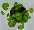 Centella asiatica Plants,Gotukola Plants. 