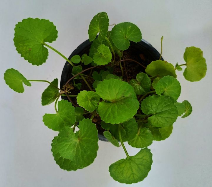 Centella asiatica Plants,Gotukola Plants