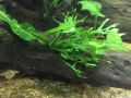 Microsorum Pteropus - Live Aquarium Plants. 