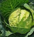 Gedi Gova/Cabbage Seeds For Home Garden. 